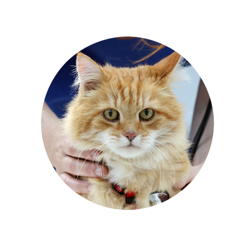 Leistungsübersicht - Tierarztpraxis Salzburg